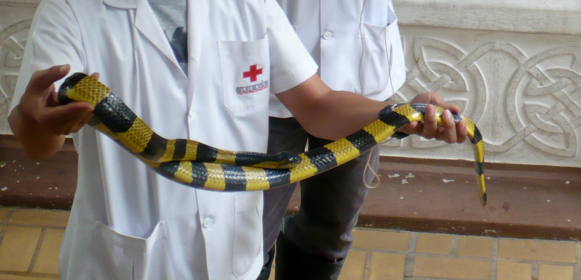 Queen Saovabha Memorial Institute and Snake Farm, Bangkok (4).jpg
